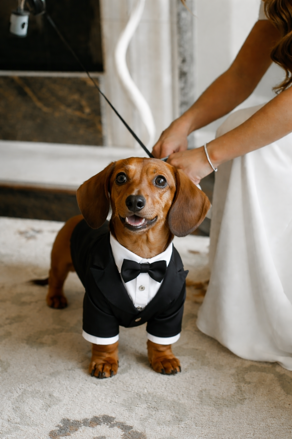 Wedding dog chaperone across Buckinghamshire, Berkshire and Oxfordshire